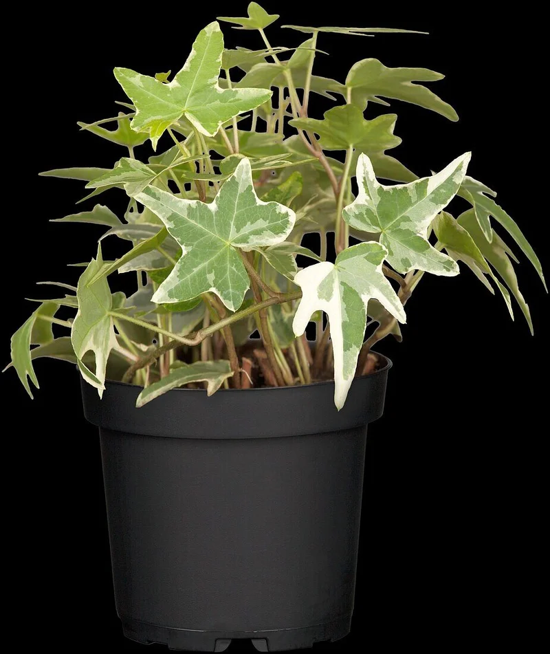 Hedera's Big ETF Play: The Price Surge, the Hype, and What Reddit is Saying