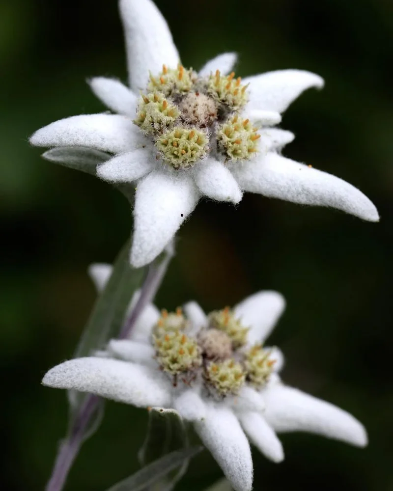 Edelweiss: What it is, what it means, and why it's suddenly everything